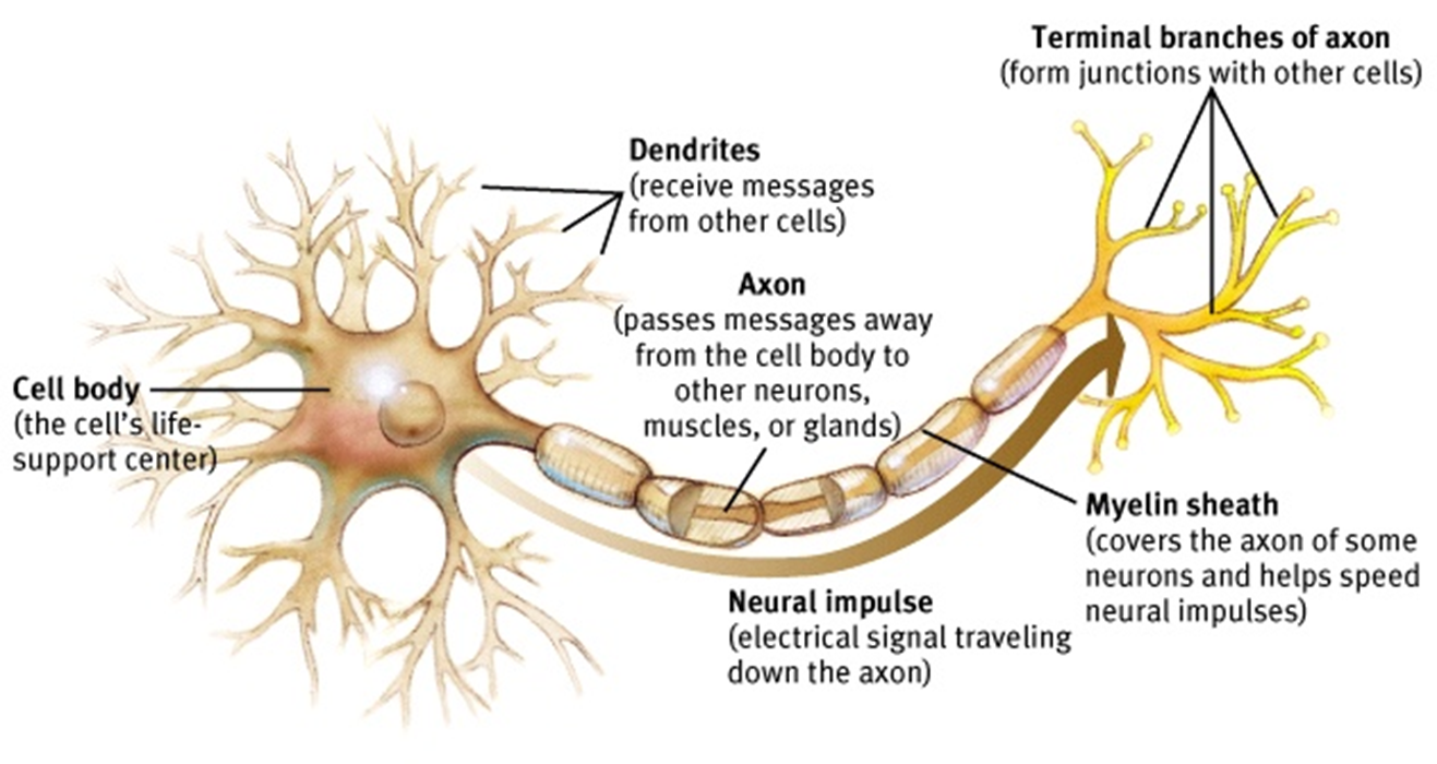 example of dendrite in psychology