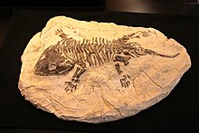 define transitional fossils and provide one example