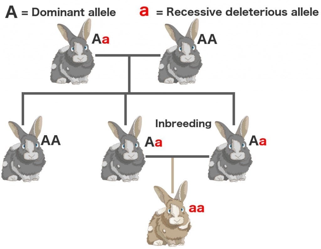 recessive allele definition and example