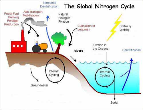 which of the following is an example of nitrogen fixation