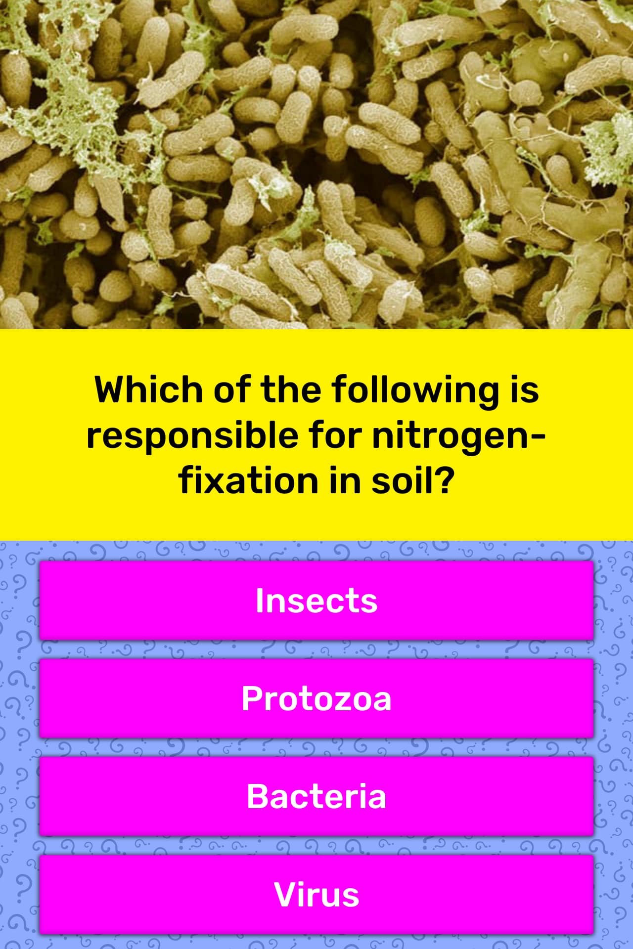 which of the following is an example of nitrogen fixation