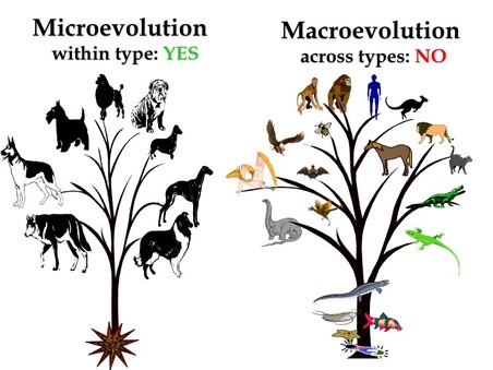 example of microevolution and macroevolution