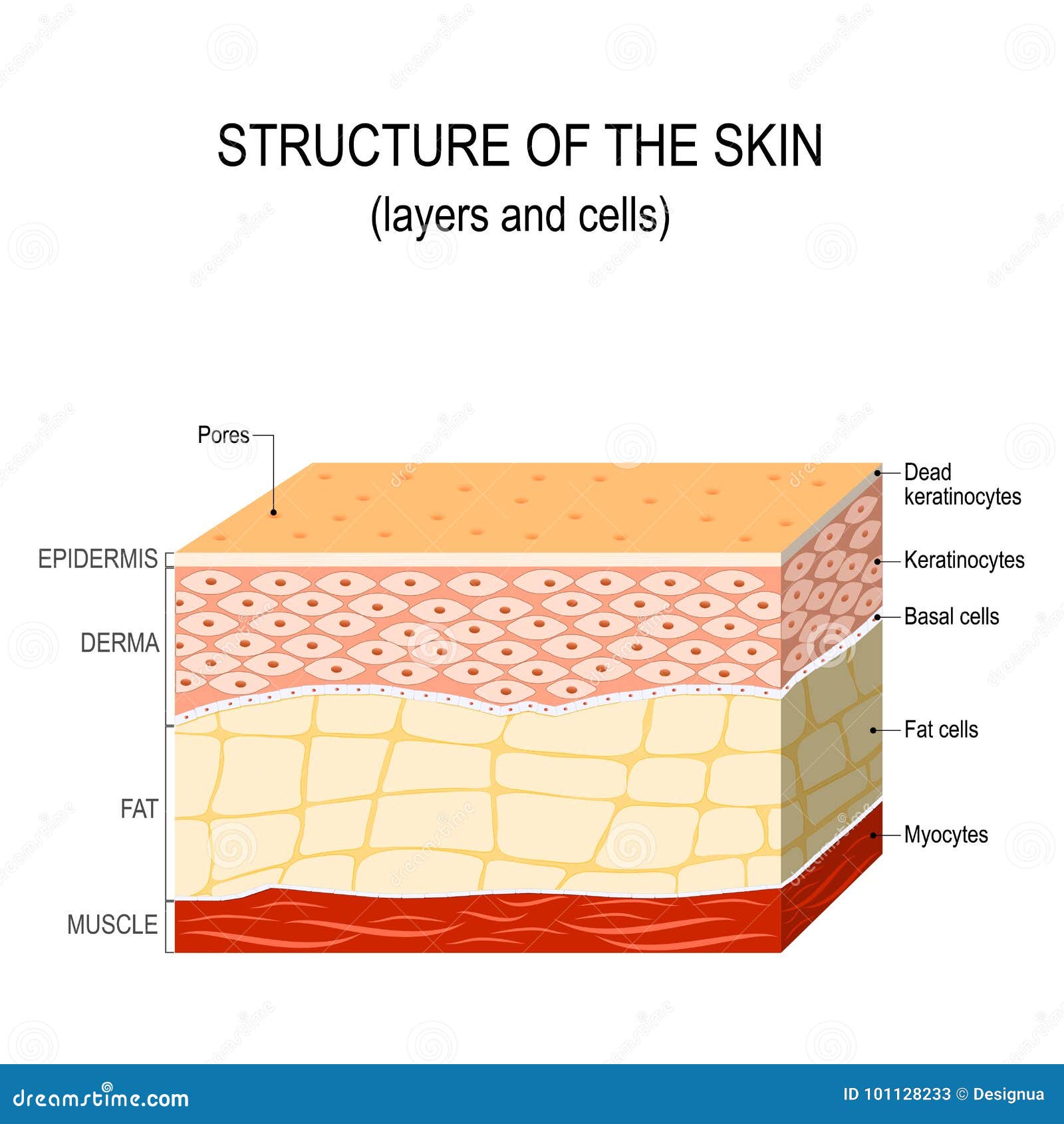 human skin is an example of a